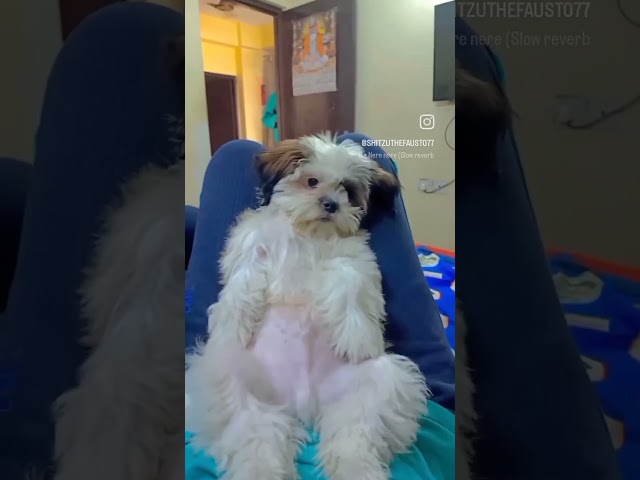 YouTube short- My comfortable position ❤️ #shihtzuthefausto#fausto#reelit#feelit#puppy#faustothedog🧿 class=