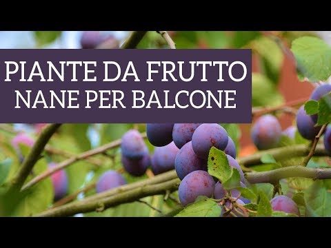 Piante da frutto nane per il tuo balcone? È possibile!