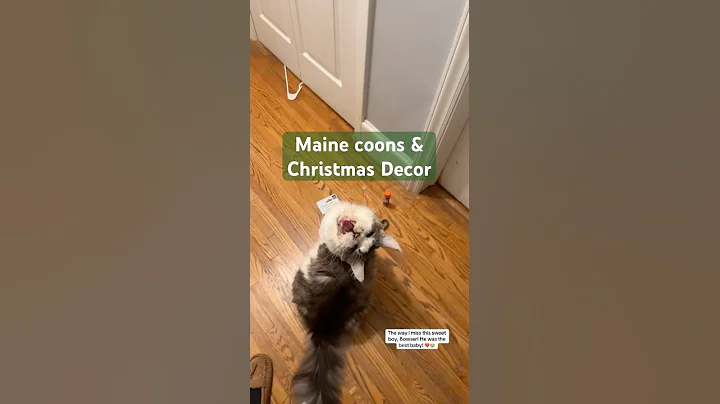 Video 11658611: mainecooncat mainecoons, maine coon