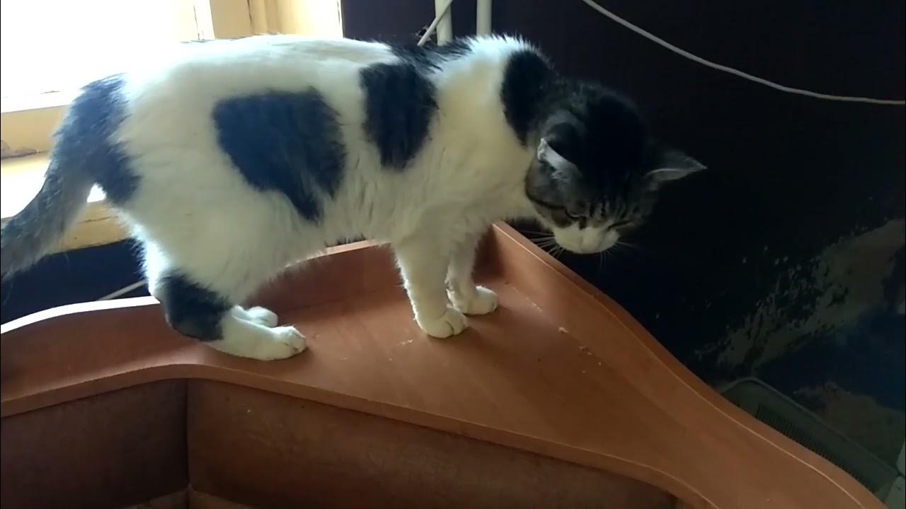 Кеша решает
