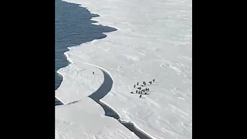 Стая пингвинов убегает от раскалывающегося льда / Penguins Running From Breaking Ice
