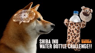 Shiba Inu Water Bottle Treat Challenge - How To Mentally Stimulate Your Shiba! by My First Shiba 1,266 views 2 years ago 3 minutes, 23 seconds