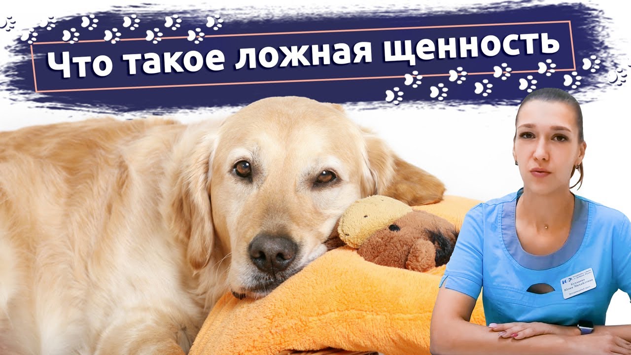 Ветеринарная клиника академическая москва Ветеринарная клиника академическая москва