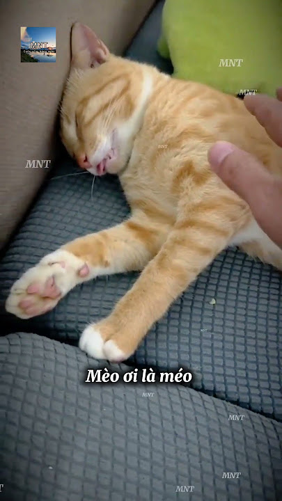 mèo ơi là mèo #topgamedoithuonguytin #quancaffe #automobile #emcobanglongvequemecunganh #funny #meme