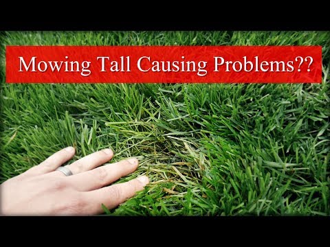 Can Mowing Tall Cause Problems?