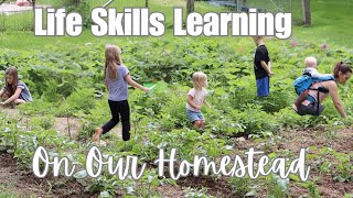 Life Skills Learning in Summer | Homeschooling on the Homestead