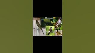 Suara Pikat terbaru Kutilang Emas, Kutilang Emas Anak, Kutilang Kapas, Kutilang Batu