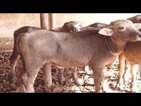 تعريف اللحم البتلو وقطعياته واستخداماته