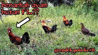 Alhamdulillah🤲🤲.POIN AYAM HUTAN ORI seperti F1..