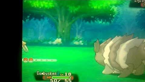 Combusken VS Zigzagoon