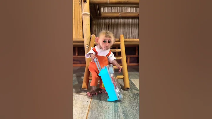 Cute baby monkey Moon | #shorts #shortvideo #monkydluffy #cute #monekydluffy #funny