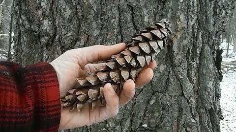 Tree Identification - Northeastern Softwoods