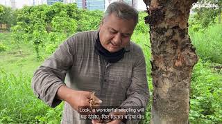 Plant arjun trees with the help of seeds