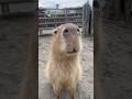カピバラの犬のようなお座り🐶 Dog-like Capybara