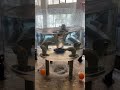 #video #shorts #shortsvideo #short #shortsfeed #shortsvideo #viral #viralvideo #viralshorts