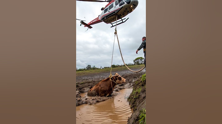 A COW is stuck in the mud and removing the Cow from the helicopter #shortvideo #cow #animalrescue