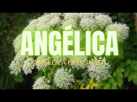 Vídeo: O que é extrato de folha de angelica archangelica?