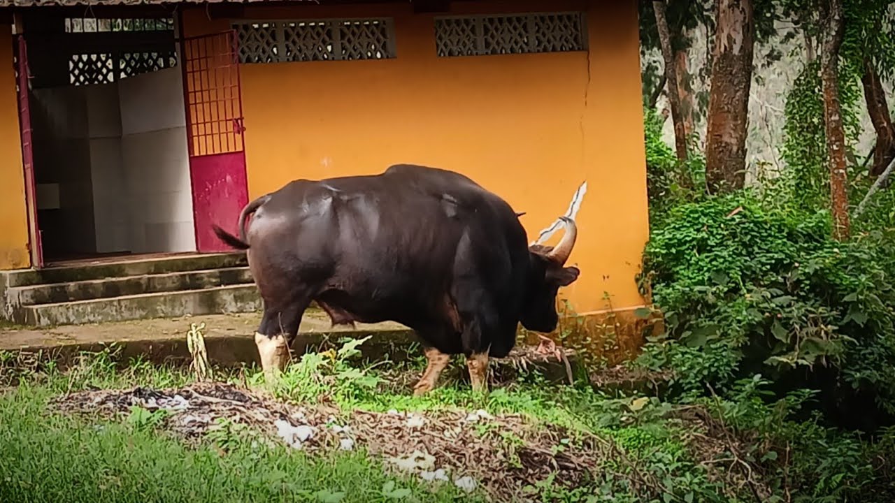 wild animals buffalo||Nilgiri's||(buffalo) coonoor. - YouTube