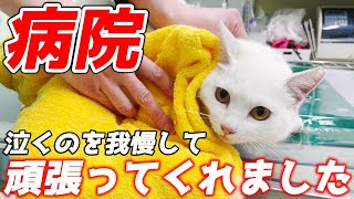 怪我した庭子猫を病院へ！診察中はお利口すぎて獣医さんに褒められました！[三毛母猫の子猫]