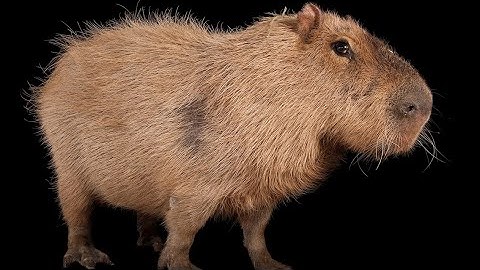 gun test HK G36 (madness combat dc2 at2)