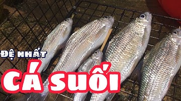 PÁ KHINH - CÁ NGON NHẤT Ở SUỐI TÂY BẮC | LVD vlogs cuộc sống miền núi