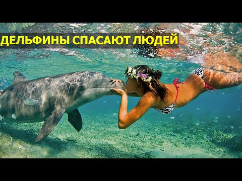 ДЕЛЬФИНЫ СПАСАЮТ ЛЮДЕЙ | МИРОЛЮБИВЫ ДЕЛЬФИНЫ? | КАК ДЕЛЬФИНЫ ОТНОСЯТСЯ К ЛЮДЯМ