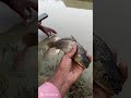 #fish mola mola #fishing #fish