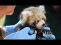 ZooBorns Australia! Episode 6 - Red Panda Cubs