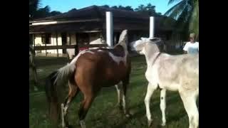 Jumento Pêga - Modelo da Fragata