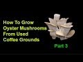 How To Grow Oyster Mushrooms From Used Coffee Grounds - Part 3: Final Steps And Harvest