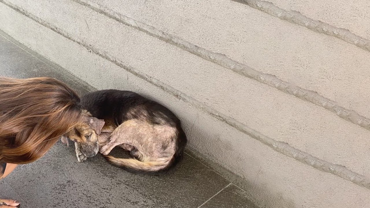 The Dog Was Rescued Many Times But He Still Tried To Escape And Wait ...