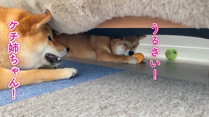 お散歩に行きたいくせにぐずって飼い主を困らせる柴犬が可愛い Youtube