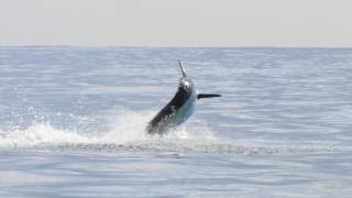 Awesome Blue Marlin tease & bites on Fly aboard ALLURE II, Guatemala