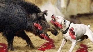 dog boar wild dogo attacks attack victims lion vs fights fight crazy