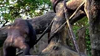Silverback Gorilla Harambe Meets His New Gal Pals- Cincinnati Zoo