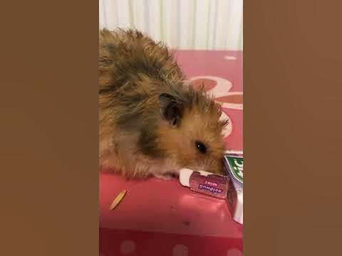 Жорик обжорик пытается достать вкусняшку - YouTube