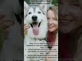 Adopting Siberian Husky: What You Need to Know to Get Started #youtubeshorts #shorts #petcaretips