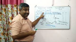 Nitrogen Transformation in Submerged Field