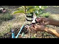 How to air layering Guava new techniques and fast grow root - my agriculture