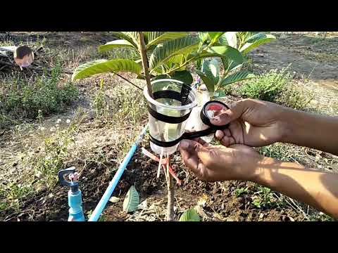 How to air layering Guava new techniques and fast grow root - my agriculture