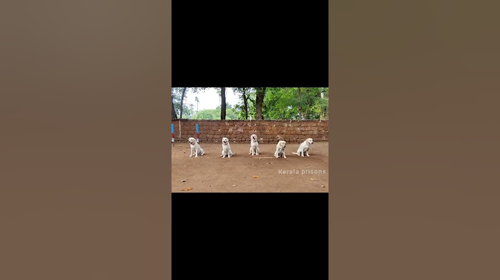 ചാമ്പിക്കോ!❤ പട്ടി സെർ 😘😘 #shorts  #dog