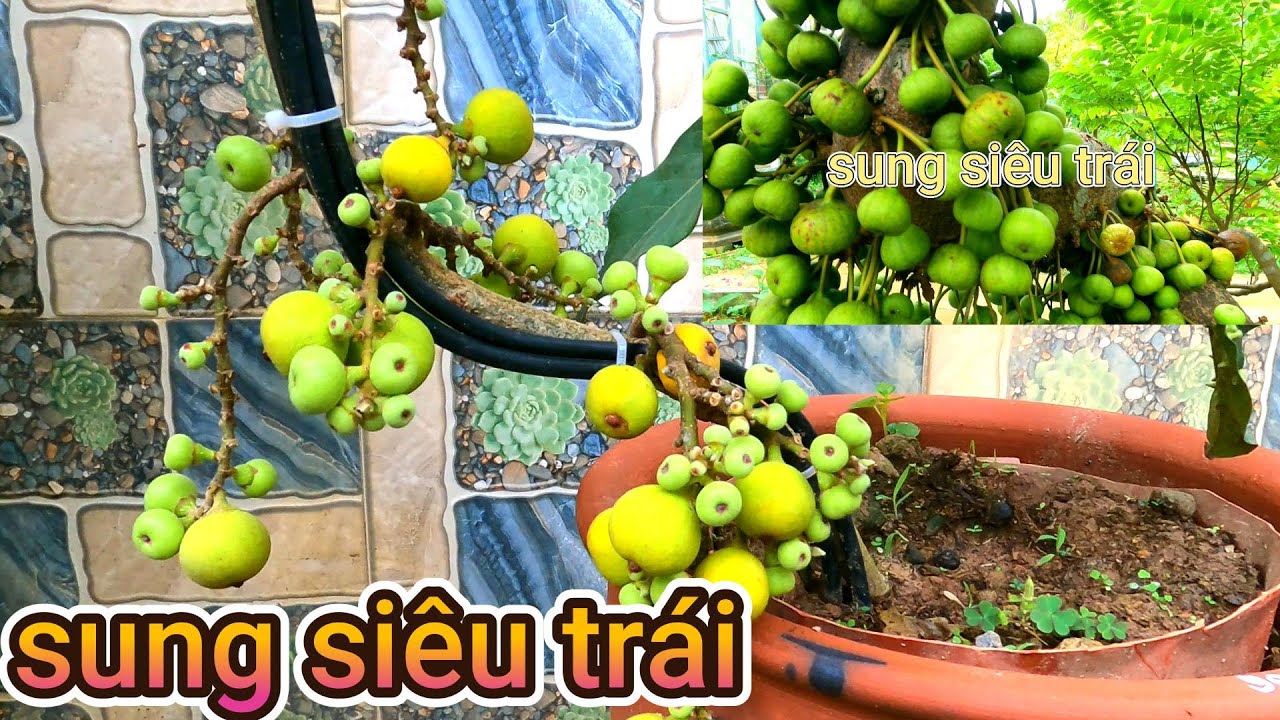 làm cách nào để sung ra quả quanh năm