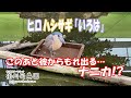 ヒロハシサギ「いろは」からもれ出る･･･ナニカ!?【掛川花鳥園公式】