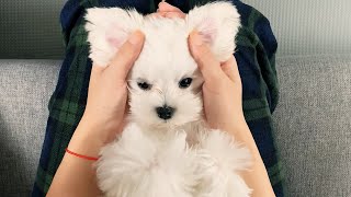 OWNING A WHITE MALTESE DOG - SON OF A CHAMPION 👑 by Xanti the Maltese 56,133 views 3 months ago 9 minutes, 14 seconds