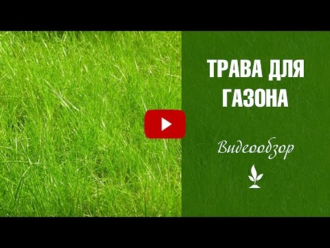 Video: Жасалма чөп (78 сүрөт): ландшафттуу газон полу, өлкөдөгү газонду клейге коюу