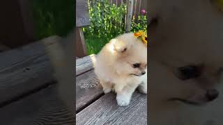 Cute Baby Dog