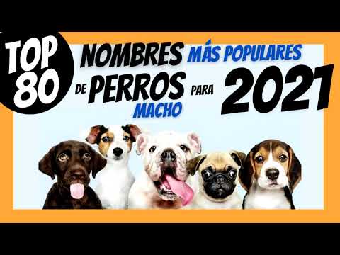 Video: Los nombres más populares de Beagle
