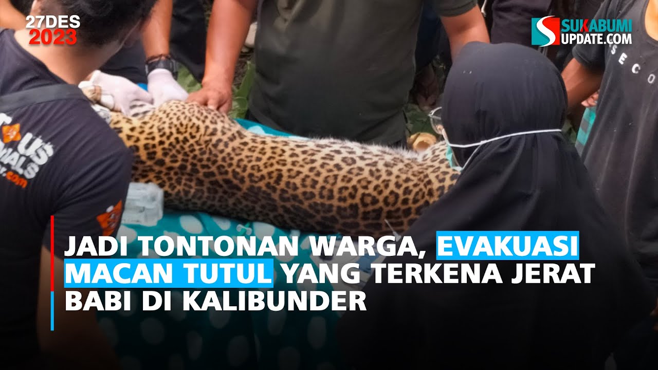 Jadi Tontonan Warga, Evakuasi Macan Tutul yang Terkena Jerat Babi di Kalibunder