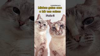 MINHAS GATAS COM O KÚR NAS COISAS, PARTE 2