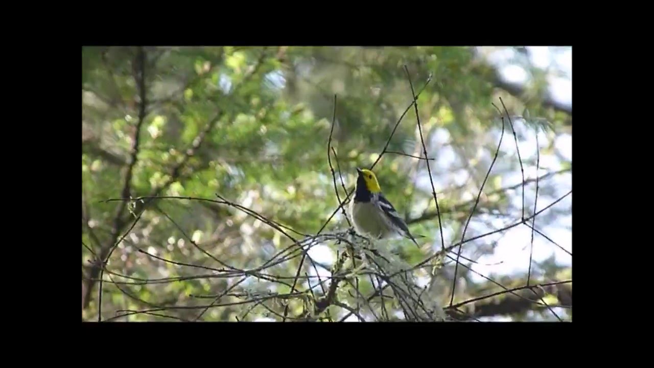 Hermit Warbler singing